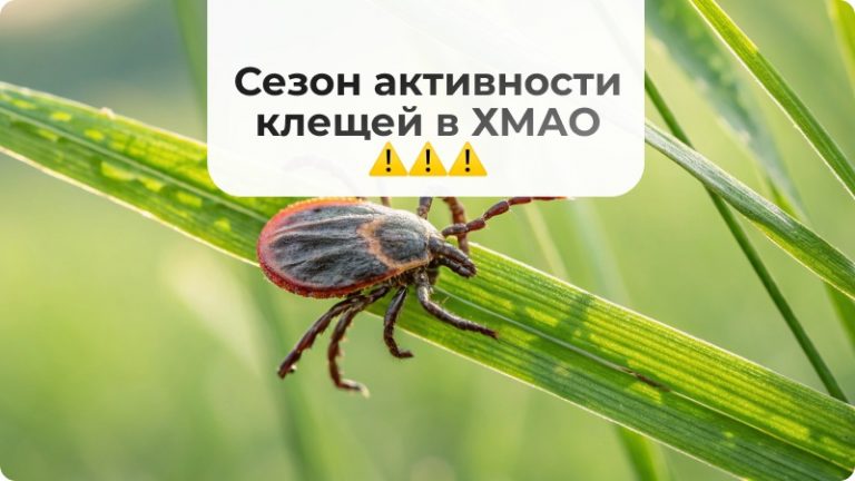 🦠 В ХМАО начался сезон активности клещей: будьте осторожны! 🌲