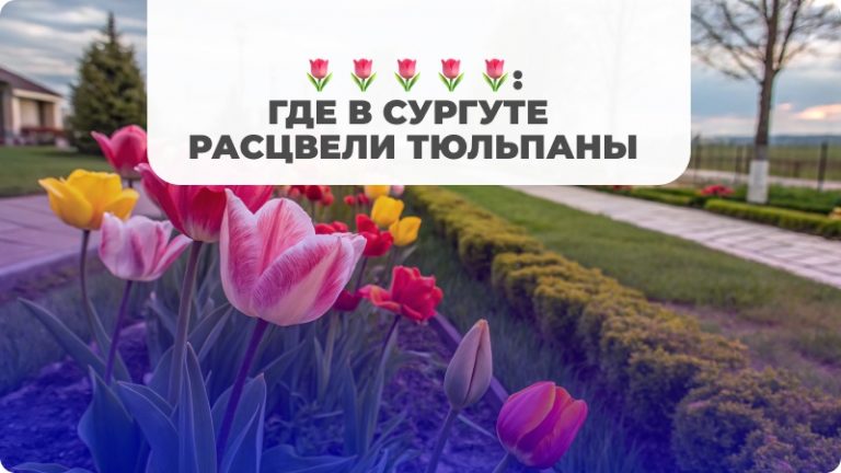 Первыми встречают лето 🌷: где в Сургуте расцвели тюльпаны
